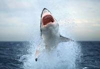 Jumping-great-white-shark